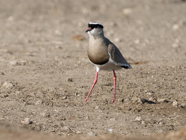 Diadeemkievit (Vanellus coronatus)